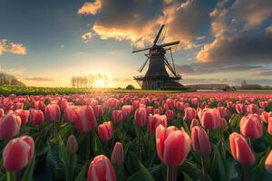 Dutch Countryside with Tulip Fields and Windmill photo