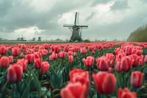Dutch Countryside Windmill Overlooking Tulip Fields photo
