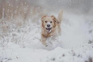 Dog Running Through Fresh Snow with Snowflakes Gently Falling Around photo