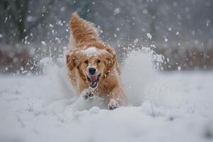 Dog Playfully Rolling in Fresh Snow with Snowflakes Gently Drifting Around photo