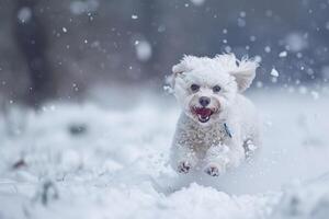 Dog Joyfully Running in Fresh Snow with Snowflakes Lightly Drifting Down photo