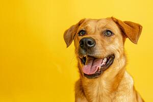 Dog with cheerful  background looking happy photo