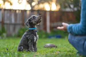 Dog Learning Tricks with Owner in Yard photo