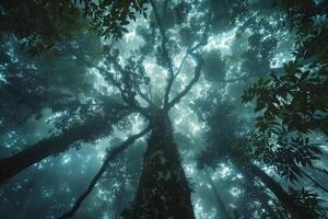 Dense Amazon Rainforest Canopy with Mist Swirling Around Ancient Trees photo