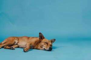 Dog Enjoying a Relaxed Moment on Ocean Background Reflecting Tranquility by the Sea photo