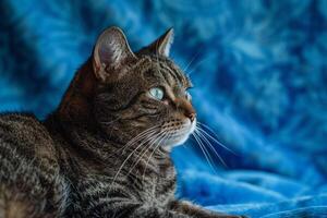 Cat Resting Calmly on Ocean Background Enjoying a Tranquil Moment by the Sea photo