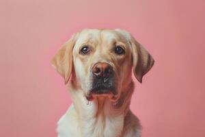 Dog with a Relaxed Expression in Front of a Peach Pink Background Radiating Calm and Peacefulness photo
