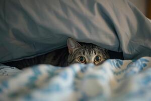 Gray Tabby Cat s Playful Peek from Under Pillow with a Mischievous Glint in Its Eyes photo