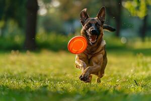 Dog Enthusiastically Chasing a Frisbee in a   Green Park photo
