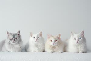Curious Cats with Fun Personalities in Welcoming Home Background photo