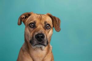 Playful dog with a curious gaze setlively turquoise background photo