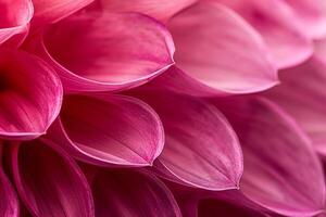 The texture of a  pink dahlia petal with   s photo