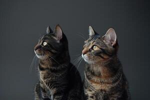 Cute Cats on a  for a Playful Display photo