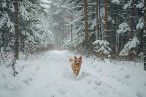 Joyful Dog Running Through Snowy Forest with Pine Trees Blanketed in Snow Background photo