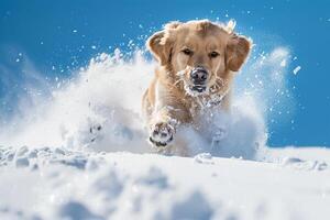 Happy Dog Playing in Deep Snow Under a Blue Winter Sky Background photo