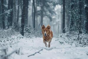 Playful Dog Frolicking in Fresh Snow in a Forest Background photo