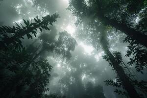 Dense Amazon Rainforest Canopy with Mist Swirling Around Ancient Trees photo