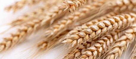 Close-Up of Golden Wheat Ears Captured in Natural Light photo