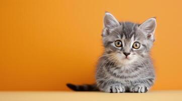 Adorable Kitten Wearing Witch Hat Against Orange Background With Pumpkins photo