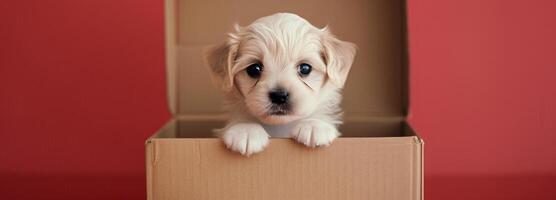 Adorable Puppy Peeking From Cardboard Box Against Bright Red Background photo