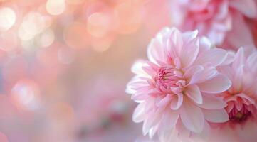 Pink Chrysanthemum Close-Up photo