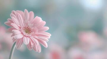 Pink Chrysanthemum Close-Up photo