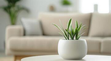 Potted Plant On Coffee Table photo