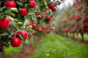 Red Apples on Branch in Orchard photo