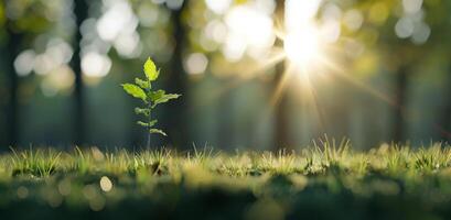 Sapling Growing in Sunlight photo