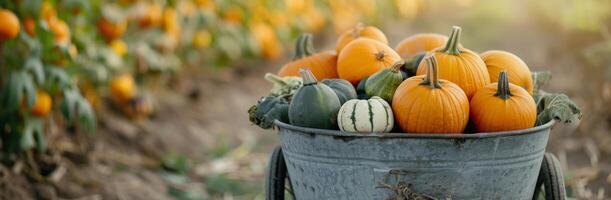 Pumpkins in a Wagon at a Fall Harvest photo