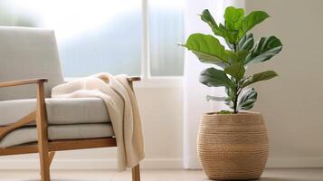 Fiddle Leaf Fig Plant In A Woven Basket By A Window photo