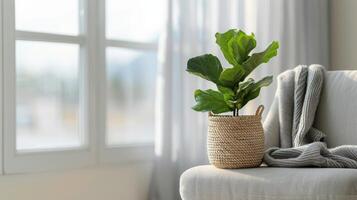 Fiddle Leaf Fig Plant In A Woven Basket By A Window photo