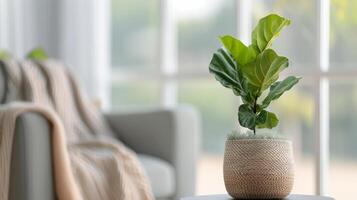 Fiddle Leaf Fig Plant In A Woven Basket By A Window photo