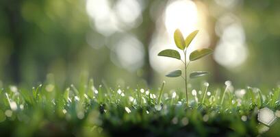 Sapling Growing in Sunlight photo