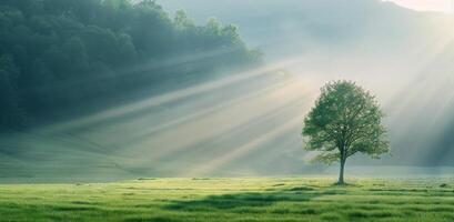 Lone Tree in Misty Field at Dawn photo