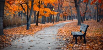 Autumn Park Bench at Sunset photo