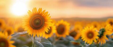 Sunflower Field at Sunset photo