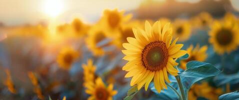 Sunflower Field at Sunset photo