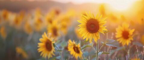 Sunflower Field at Sunset photo