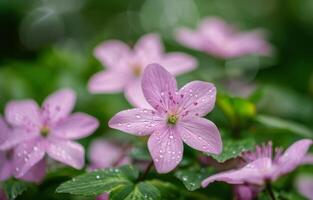 Purple Wildflowers in Bloom photo