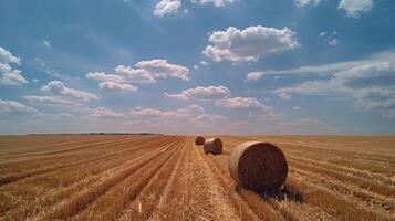 Hay Bales in a Summer Field photo