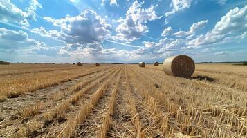 Hay Bales in a Summer Field photo