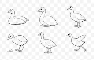 Print Elegant Coot Line Art Set for Sophisticated and Artistic Designs in Nature Illustrations vector