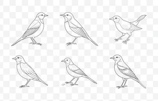 Print Pipit Line Art Set of Detailed Elegant and Minimalist Pipit Bird Designs in Black and White for Creative Projects vector