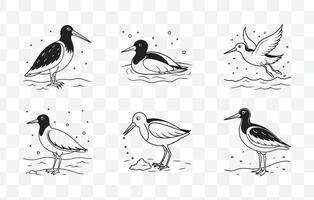 Oystercatcher Line Art Set Detailed Illustrations of Coastal Bird with Long Bill and Striking Plumage vector