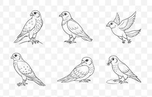Print Comprehensive Merlin Line Art Set Detailed Illustrations of Merlin Birds Perfect for Artistic and Design Projects vector