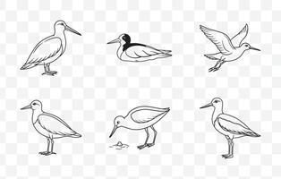 Oystercatcher Line Art Set Detailed Illustrations of Coastal Bird with Long Bill and Striking Plumage vector