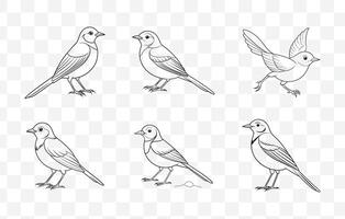 Print Wagtail Line Art Set with Detailed Illustrations for Creative Design Projects vector