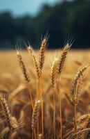 Golden Wheat Stalks in a Field photo