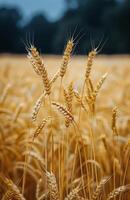 Golden Wheat Stalks in a Field photo